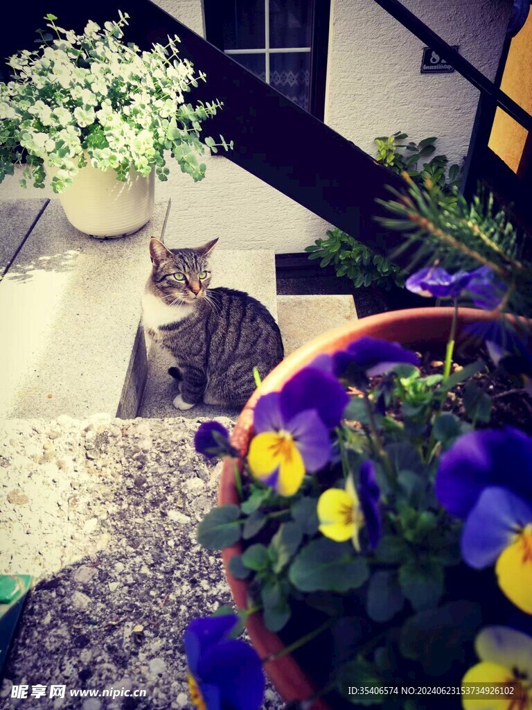 花与喵