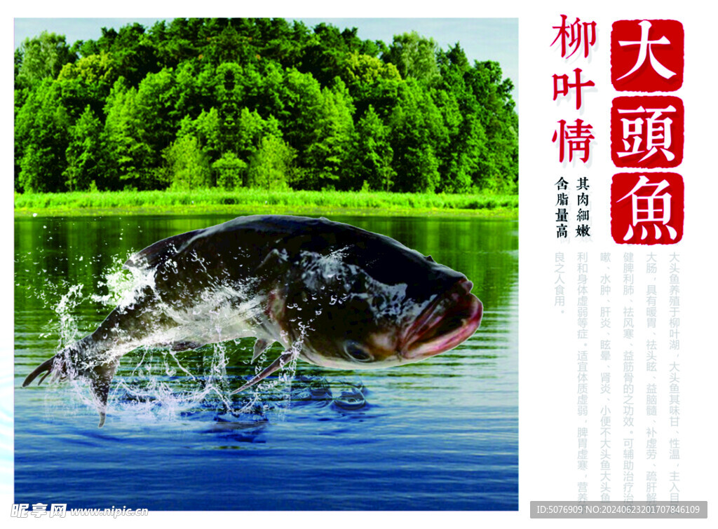 大头鱼