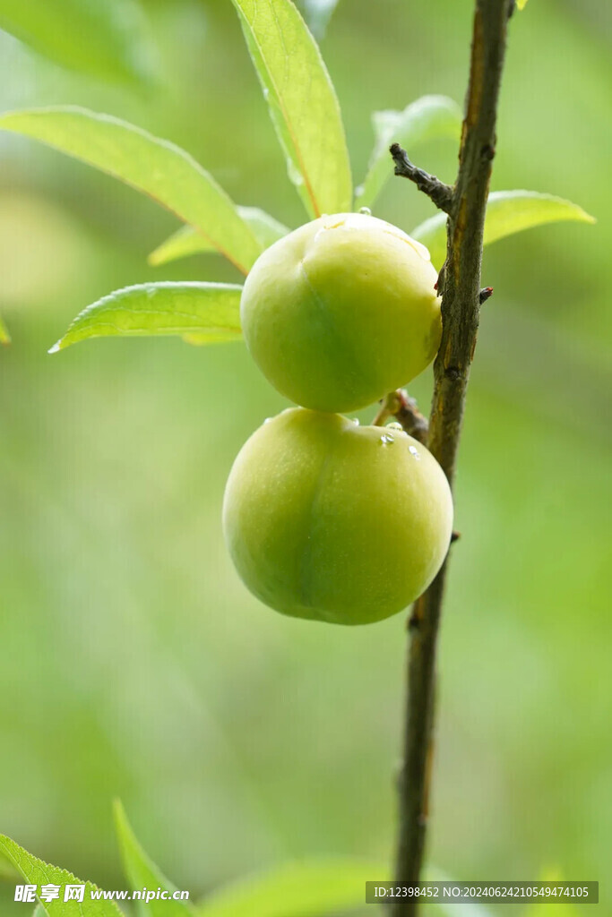 蜂糖李脆李