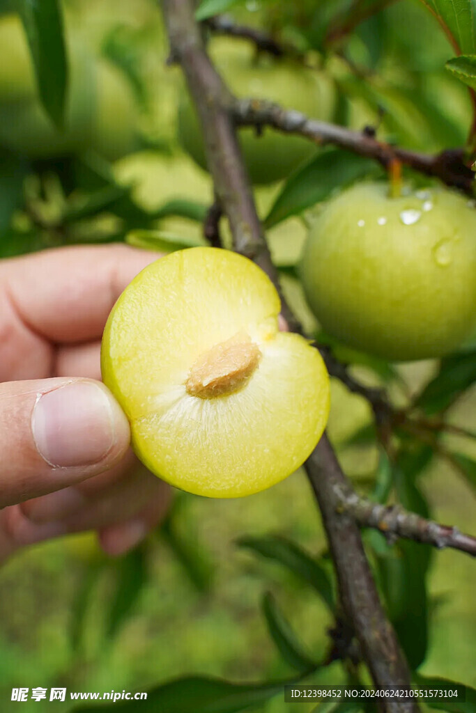 蜂糖李脆李