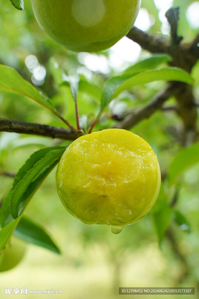 蜂糖李脆李