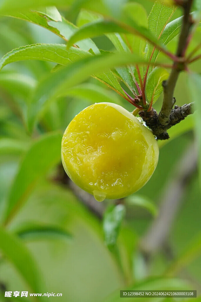 蜂糖李脆李