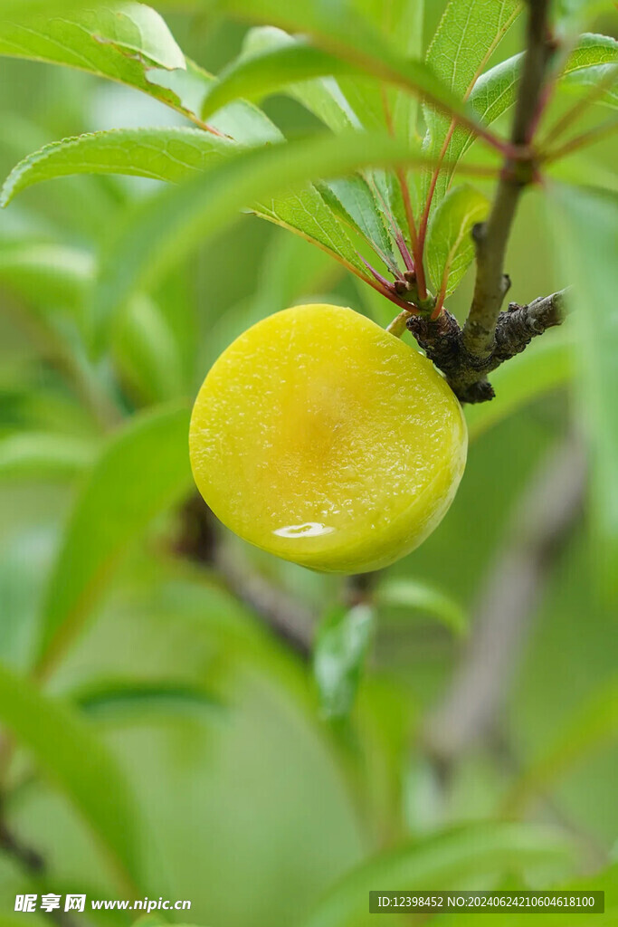 蜂糖李脆李