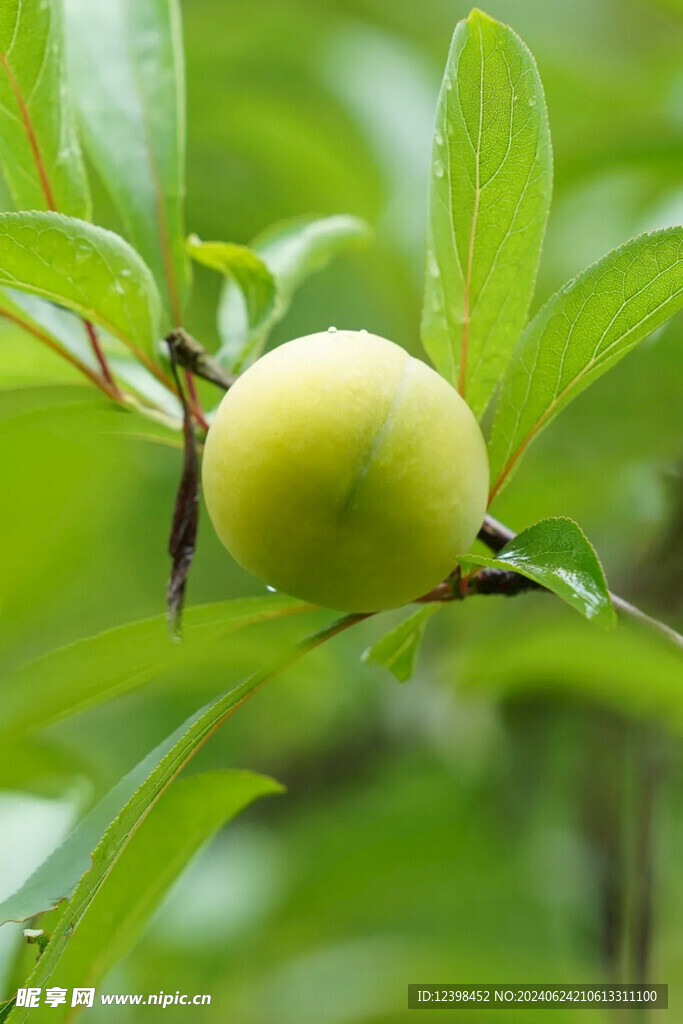 蜂糖李脆李