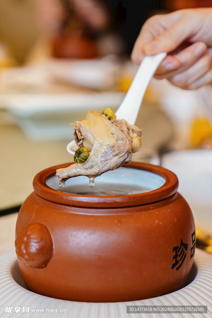 枸杞贡菊炖乳鸽汤