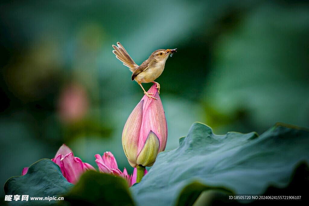 莲花图片