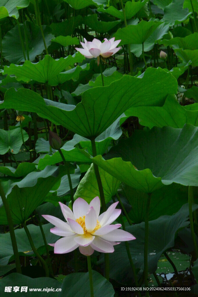 荷花荷叶  