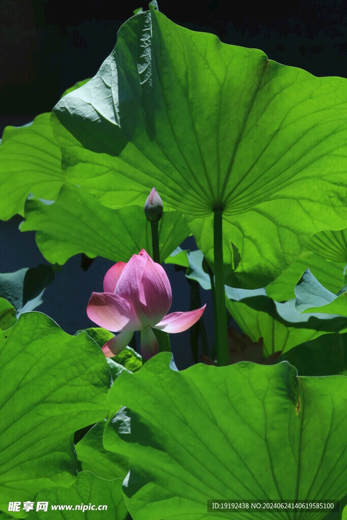 荷花荷叶 
