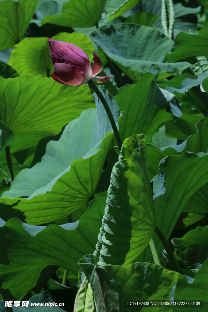 荷花荷叶  