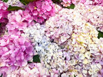 绣球花
