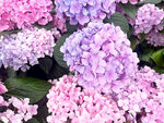 绣球花