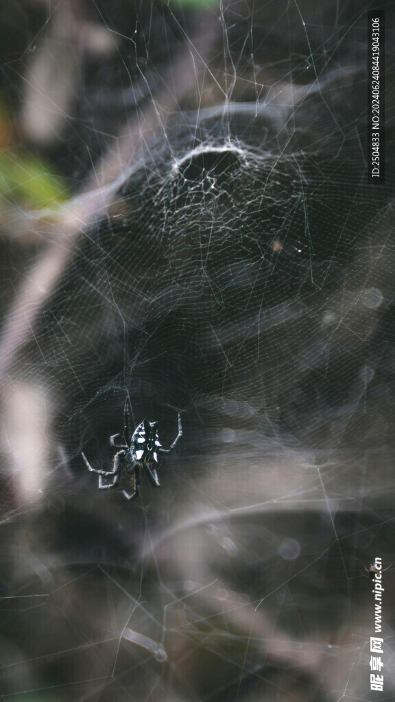 蜘蛛