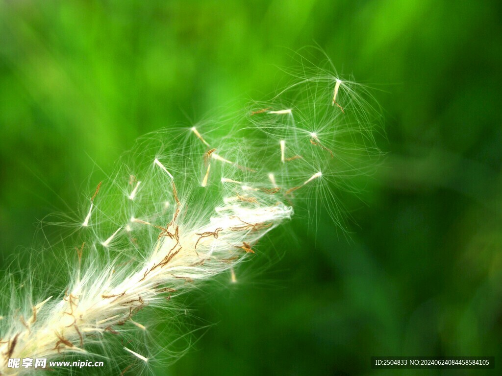 蜘蛛