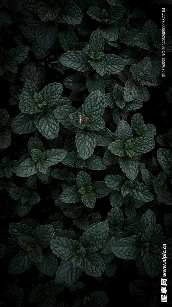 蜘蛛