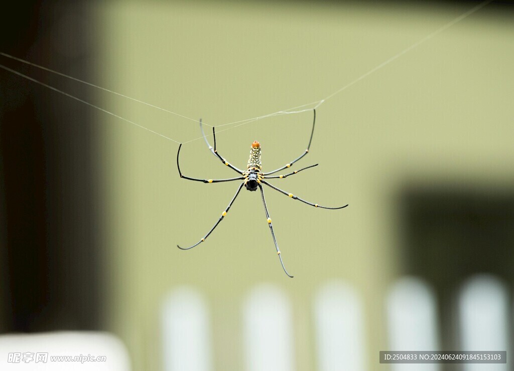 蜘蛛