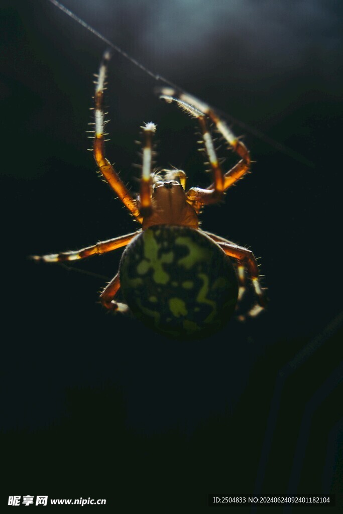 蜘蛛