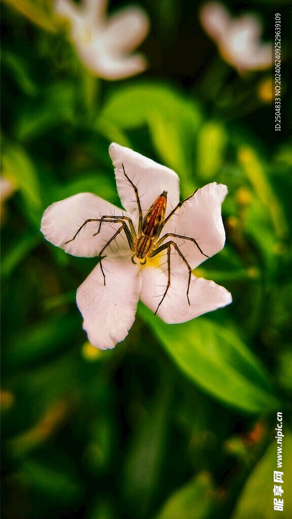 蜘蛛