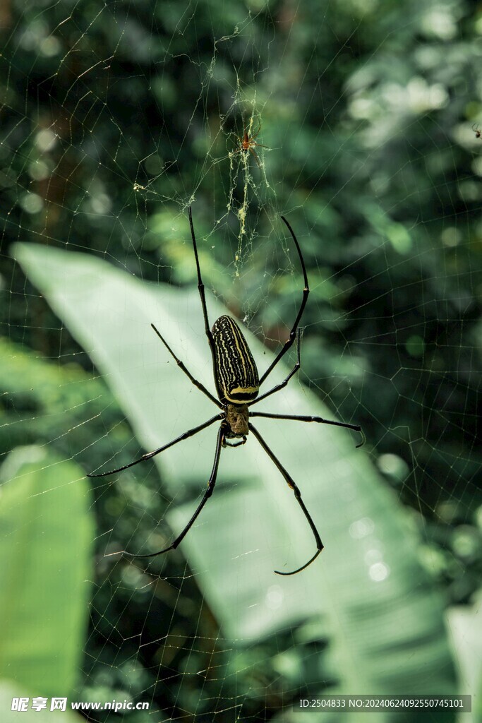 蜘蛛