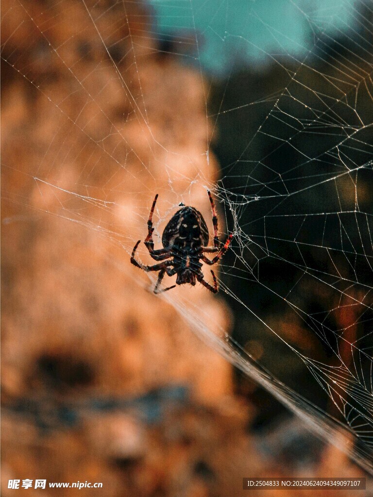 蜘蛛