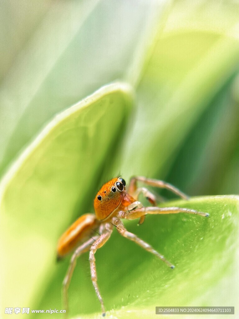 蜘蛛
