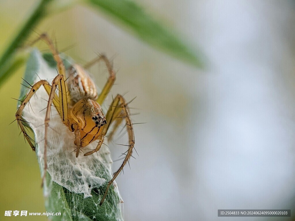 蜘蛛