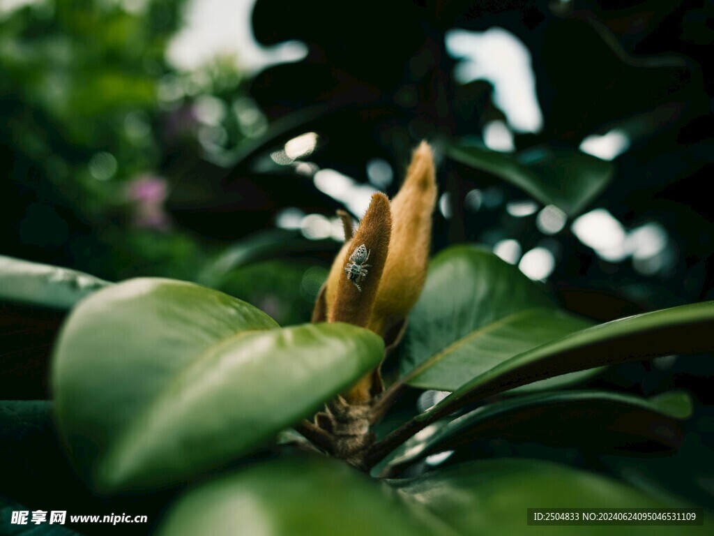 蜘蛛