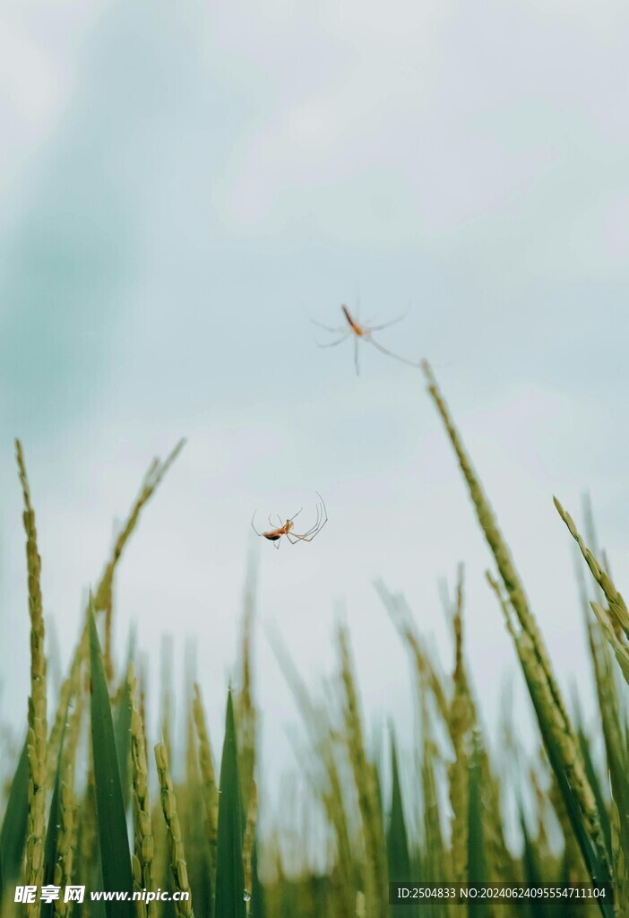 蜘蛛