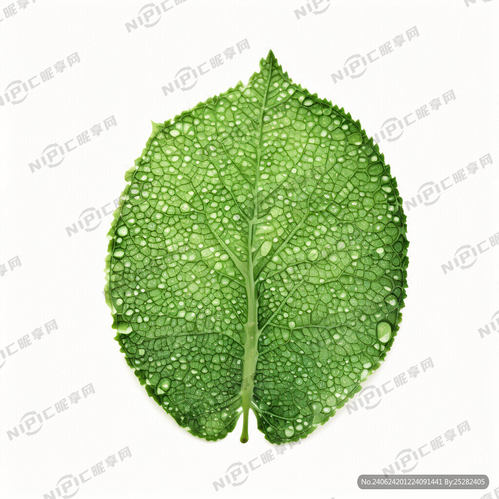一片树叶