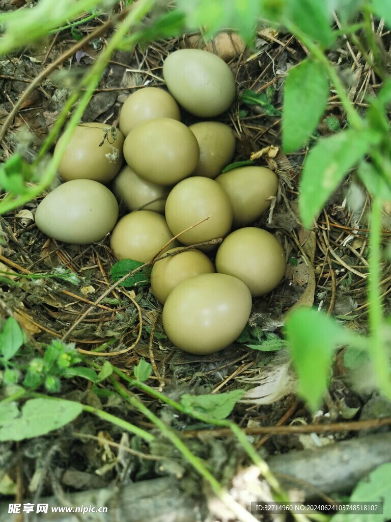 野鸡蛋