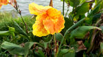 泉州西湖公园黄色花朵