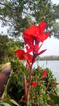 泉州西湖公园红色花朵