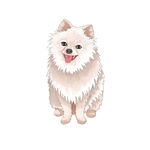 小狗元素