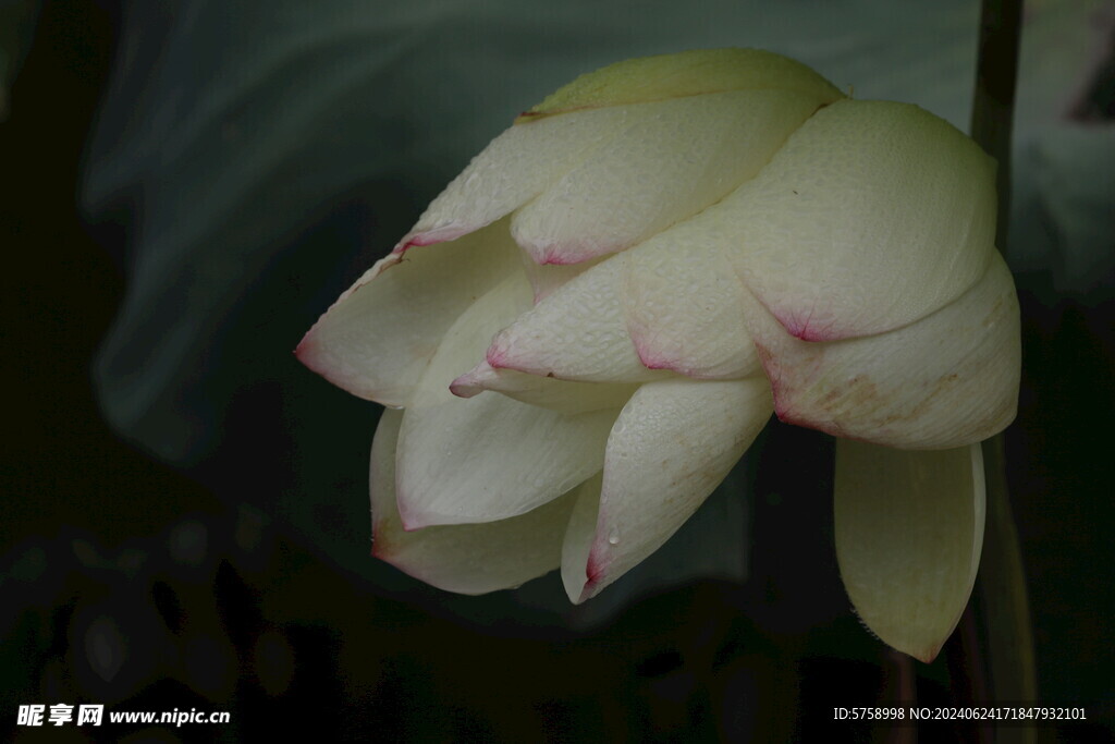 雨中荷花