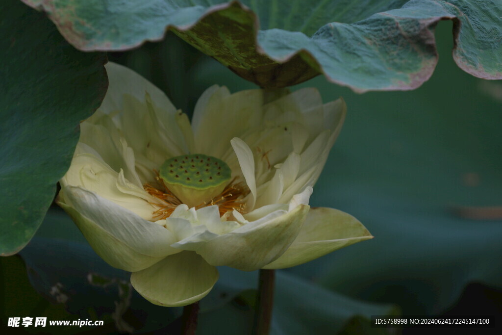 荷叶下的白莲花