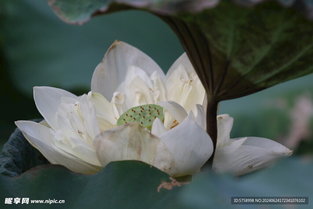 白色莲花