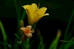 黄花