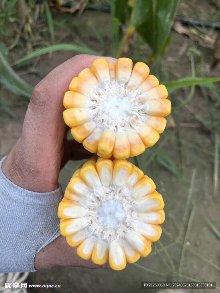 玉米棒