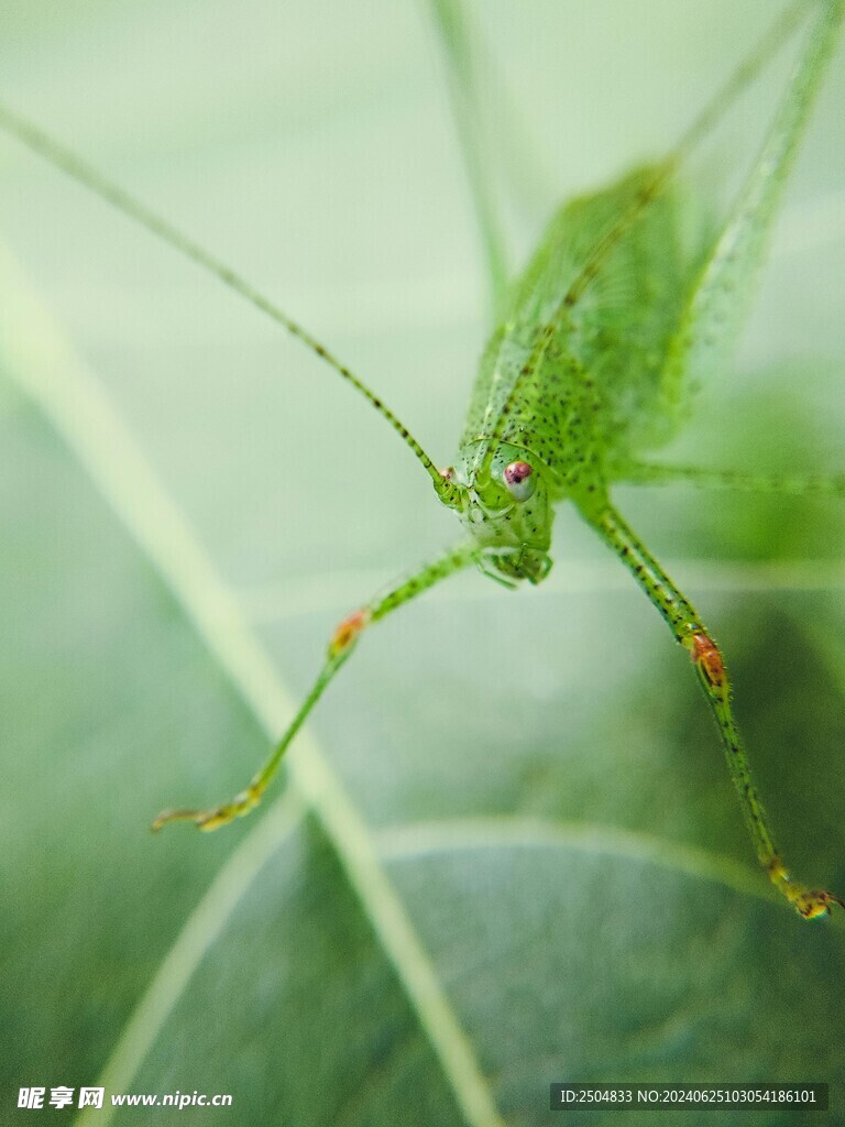 蚂蚱