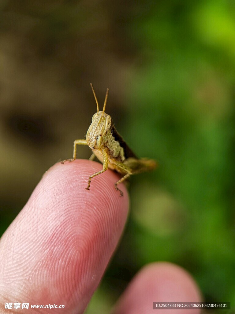蚂蚱