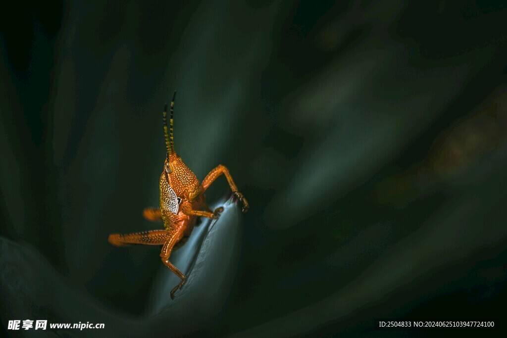 蚂蚱