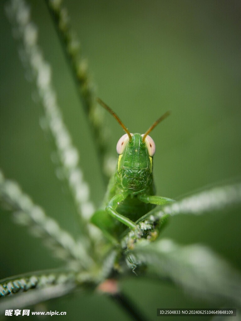 蚂蚱