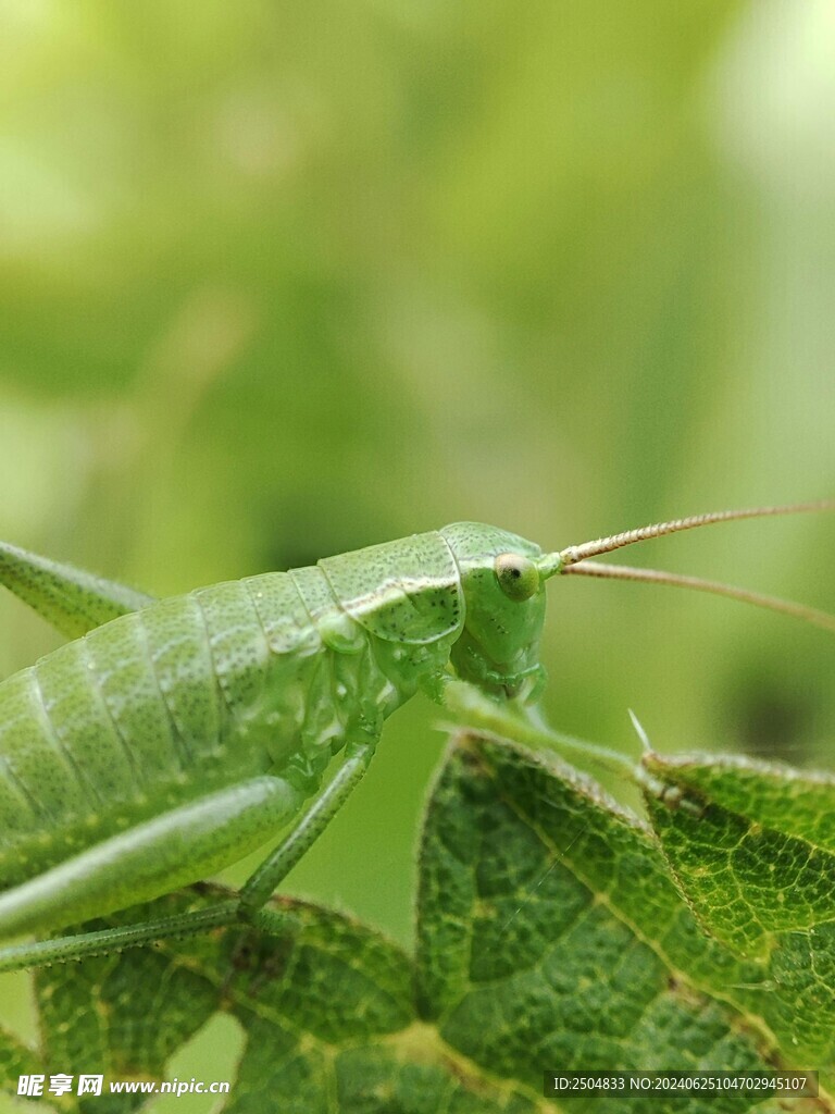 蚂蚱