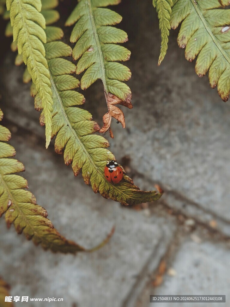 瓢蟲