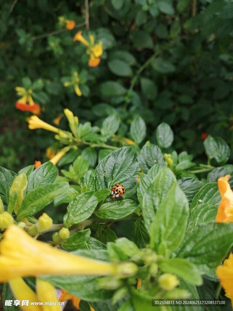 瓢蟲