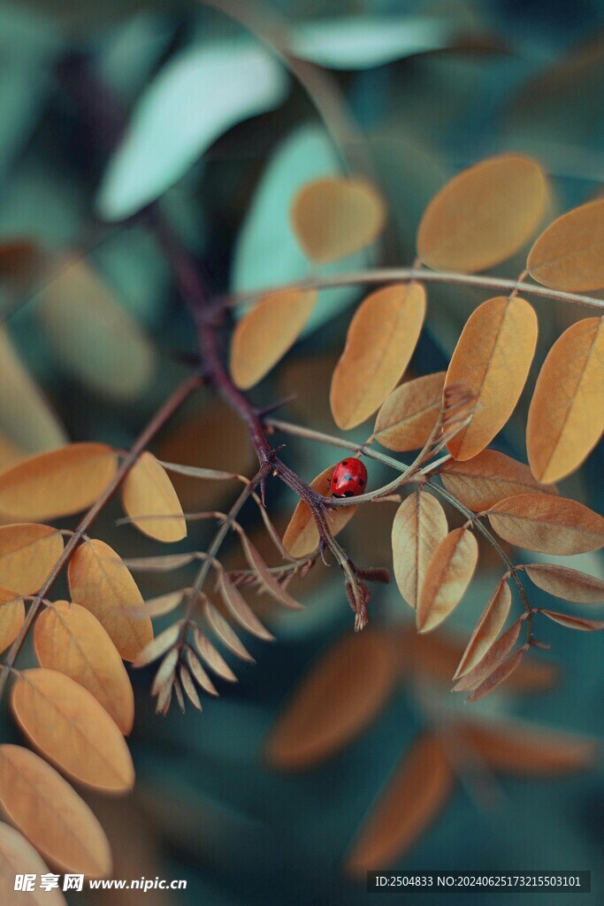 瓢蟲