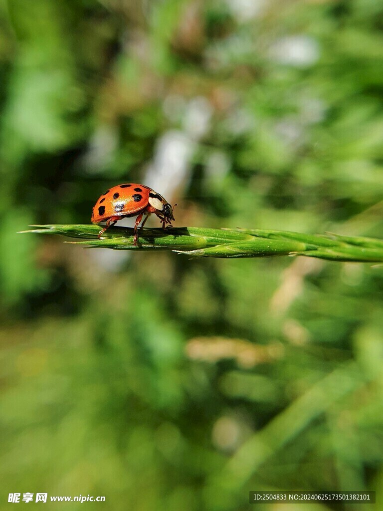 瓢蟲