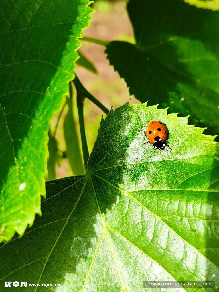 瓢蟲