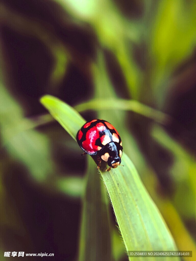 瓢蟲