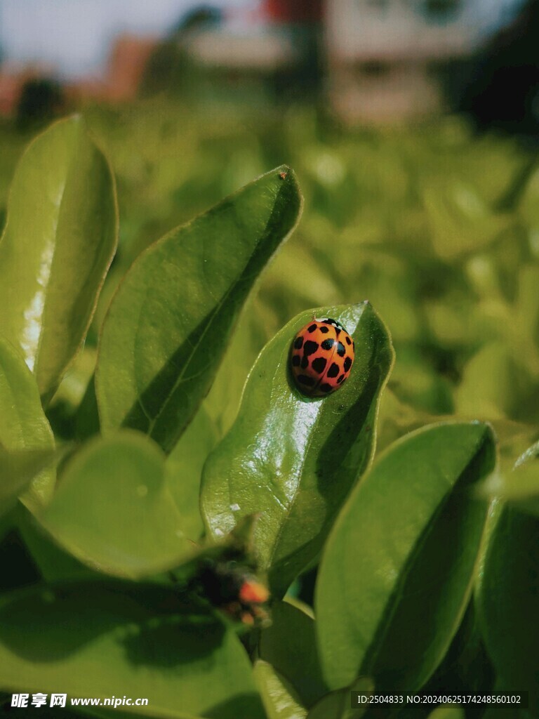 瓢蟲