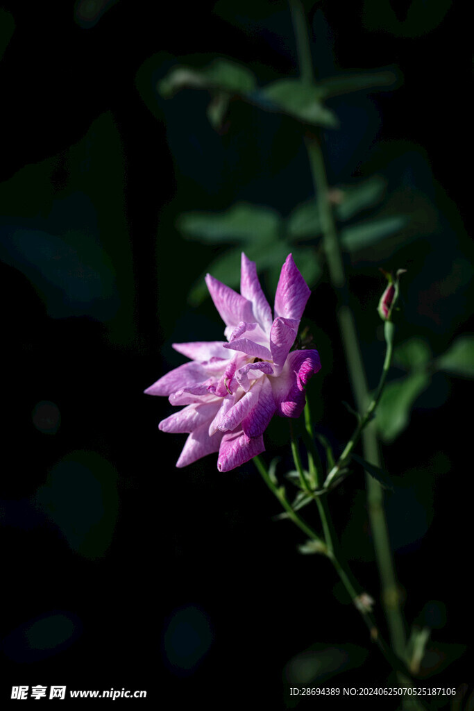 一朵花